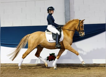 Duitse rijpony, Hengst, 4 Jaar, 147 cm, Vos