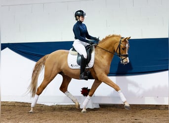 Duitse rijpony, Hengst, 4 Jaar, 147 cm, Vos