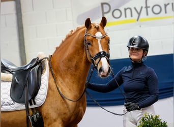 Duitse rijpony, Hengst, 4 Jaar, 147 cm, Vos