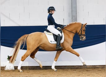 Duitse rijpony, Hengst, 4 Jaar, 147 cm, Vos