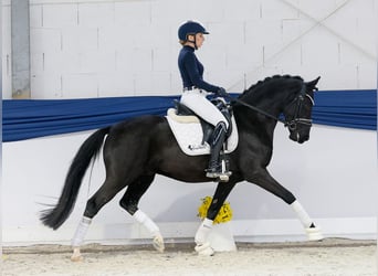Duitse rijpony, Hengst, 4 Jaar, 147 cm, Zwart