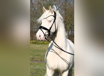 Duitse rijpony, Hengst, 4 Jaar, 148 cm, Cremello