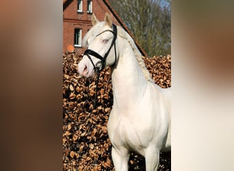 Duitse rijpony, Hengst, 4 Jaar, 148 cm, Cremello