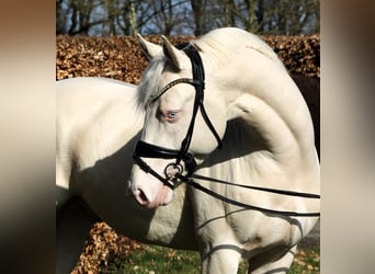 Duitse rijpony, Hengst, 4 Jaar, 148 cm, Cremello