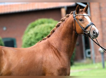 Duitse rijpony, Hengst, 4 Jaar, 148 cm, Vos