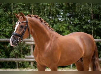 Duitse rijpony, Hengst, 4 Jaar, 148 cm, Vos