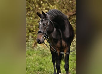 Duitse rijpony, Hengst, 4 Jaar, 148 cm, Zwartbruin