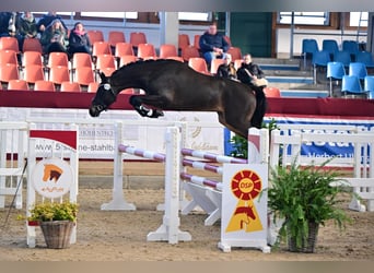 Duitse rijpony, Hengst, 4 Jaar, 148 cm, Zwartbruin