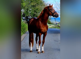 Duitse rijpony, Hengst, 4 Jaar, 149 cm, Donkere-vos