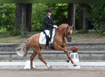 Duitse rijpony, Hengst, 4 Jaar, 149 cm, Falbe