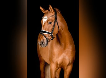 Duitse rijpony, Hengst, 4 Jaar, 149 cm, Falbe