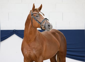 Duitse rijpony, Hengst, 4 Jaar, 149 cm, Vos