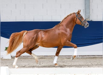 Duitse rijpony, Hengst, 4 Jaar, 149 cm, Vos