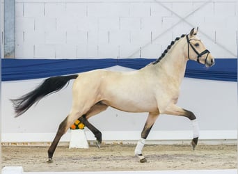 Duitse rijpony, Hengst, 4 Jaar, 151 cm, Falbe