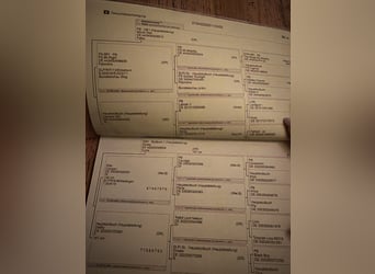 Duitse rijpony, Hengst, 4 Jaar, 152 cm