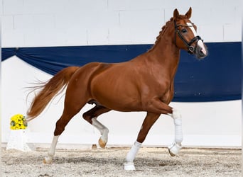 Duitse rijpony, Hengst, 4 Jaar, 152 cm, Vos