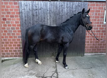 Duitse rijpony, Hengst, 4 Jaar, Donkerbruin