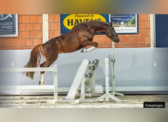 Duitse rijpony, Hengst, 4 Jaar, Donkere-vos