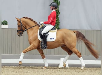 Duitse rijpony, Hengst, 4 Jaar, Vos