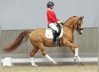 Duitse rijpony, Hengst, 4 Jaar, Vos