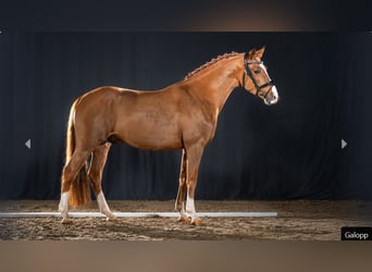 Duitse rijpony, Hengst, 4 Jaar, Vos