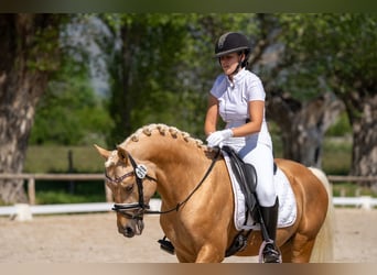 Duitse rijpony, Hengst, 5 Jaar, 146 cm, Palomino