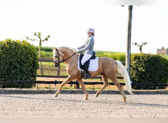 Duitse rijpony, Hengst, 5 Jaar, 146 cm, Palomino