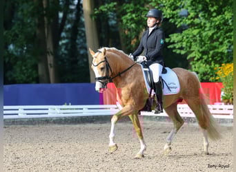 Duitse rijpony, Hengst, 5 Jaar, 146 cm, Palomino