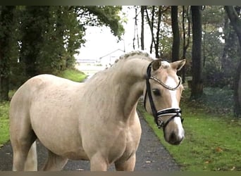 Duitse rijpony, Hengst, 5 Jaar, 146 cm, Palomino