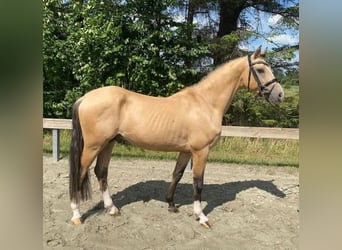 Duitse rijpony, Hengst, 5 Jaar, 147 cm, Falbe