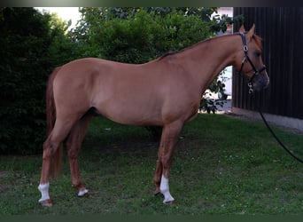 Duitse rijpony, Hengst, 5 Jaar, 147 cm, Falbe