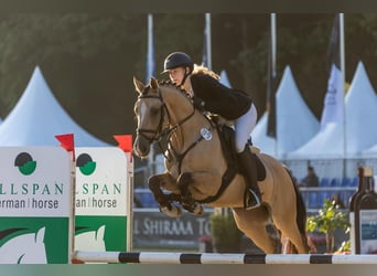 Duitse rijpony, Hengst, 5 Jaar, 147 cm, Falbe