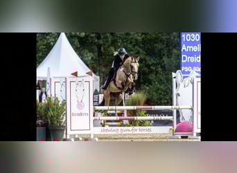 Duitse rijpony, Hengst, 5 Jaar, 147 cm, Falbe