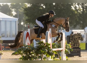 Duitse rijpony, Hengst, 5 Jaar, 147 cm, Falbe