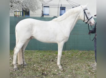 Duitse rijpony, Hengst, 5 Jaar, 148 cm, Cremello