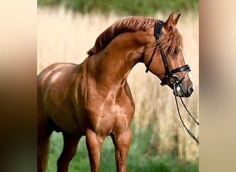 Duitse rijpony, Hengst, 5 Jaar, 148 cm, Red Dun