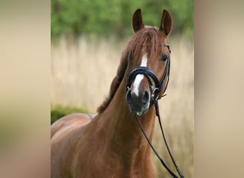 Duitse rijpony, Hengst, 5 Jaar, 148 cm, Red Dun