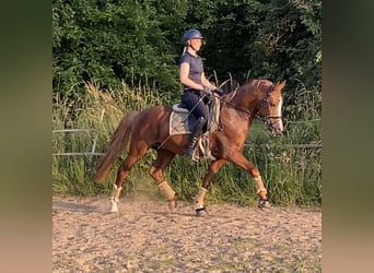 Duitse rijpony, Hengst, 5 Jaar, 148 cm, Vos