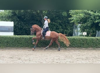 Duitse rijpony, Hengst, 5 Jaar, 148 cm, Vos