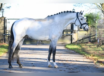Duitse rijpony, Hengst, 5 Jaar, 149 cm, Buckskin