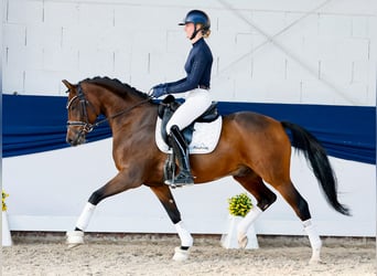 Duitse rijpony, Hengst, 5 Jaar, 154 cm, Bruin