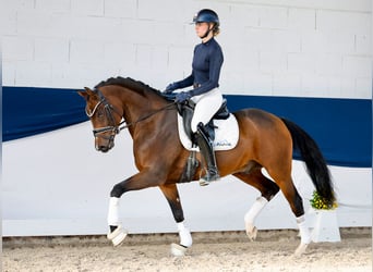 Duitse rijpony, Hengst, 5 Jaar, 154 cm, Bruin