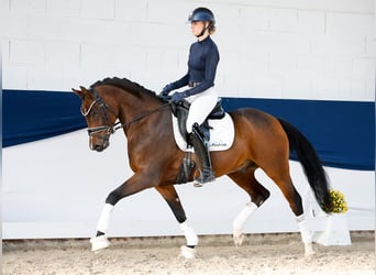 Duitse rijpony, Hengst, 5 Jaar, 154 cm, Bruin