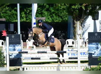 Duitse rijpony, Hengst, 6 Jaar, 145 cm, Buckskin