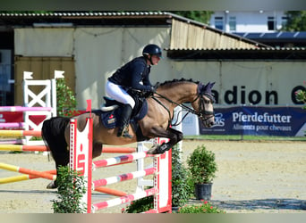 Duitse rijpony, Hengst, 6 Jaar, 145 cm, Buckskin