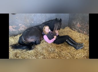 Duitse rijpony, Hengst, 6 Jaar, 145 cm, Donkerbruin