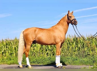 Duitse rijpony, Hengst, 6 Jaar, 147 cm, Palomino