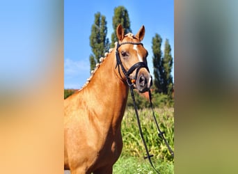 Duitse rijpony, Hengst, 6 Jaar, 147 cm, Palomino