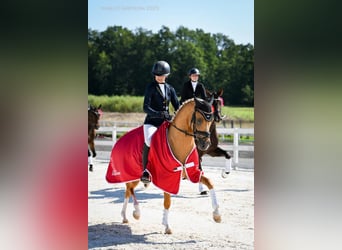 Duitse rijpony, Hengst, 6 Jaar, 147 cm, Palomino