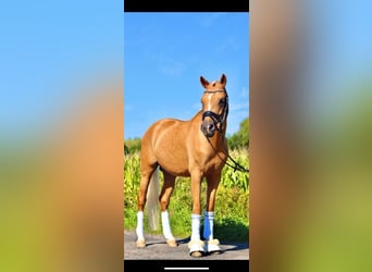 Duitse rijpony, Hengst, 6 Jaar, 147 cm, Palomino